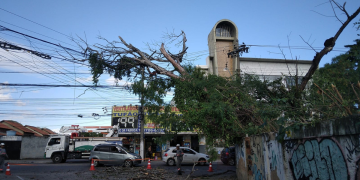 Árvore caída por obra na Zona Norte de Niterói causa falta de energia elétrica