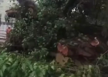 Árvore de grande porte cai no Leblon, causando interdição e lentidão no trânsito