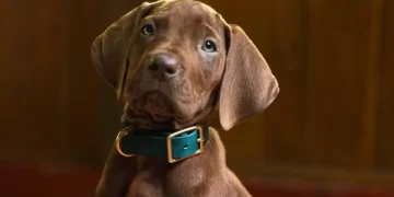 Netflix revela visual de Scooby-Doo na nova série “Scooby-Doo: A Origem” prevista para 2027