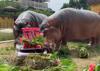 BioParque do Rio promove ações especiais para o São João e a Copa do Mundo em junho