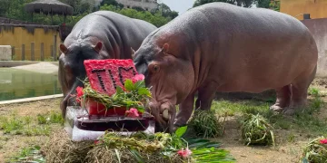 BioParque do Rio promove ações especiais para o São João e a Copa do Mundo em junho