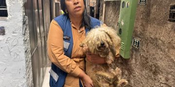 Casos de maus-tratos a cães no Rio levam resgate e punição legal