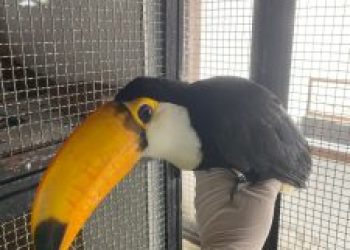 São Gonçalo celebra 4 anos de atuação da área de soltura de animais silvestres