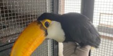 São Gonçalo celebra 4 anos de atuação da área de soltura de animais silvestres