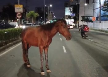 Cavalo solto causa acidente na Avenida Marquês de Paraná, em Niterói