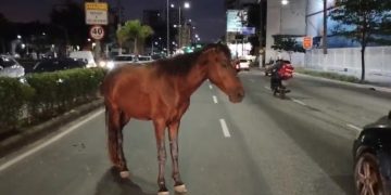 Cavalo solto causa acidente na Avenida Marquês de Paraná, em Niterói