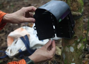 Governo do Rio registra avanço na recuperação florestal e biodiversidade em áreas restauradas