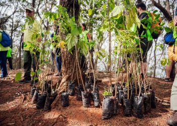 Reflorestamento no Morro do Anhanguera reforça combate a incêndios e recuperação ambiental
