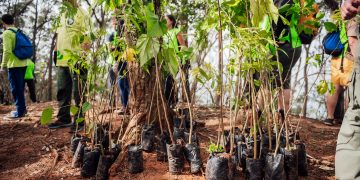 Reflorestamento no Morro do Anhanguera reforça combate a incêndios e recuperação ambiental