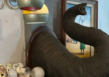 Polícia Federal apreende peça de possível tromba de elefante asiático em antiquário no Rio