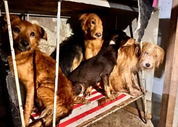 Alerj discute criação de delegacia especializada para proteção de animais no RJ