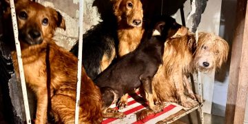 Alerj discute criação de delegacia especializada para proteção de animais no RJ