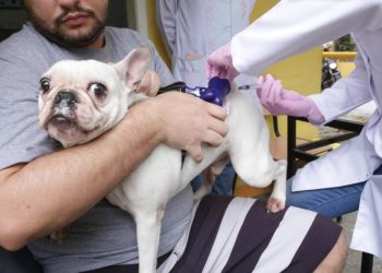Niterói realiza ação de cuidados animais no Horto do Barreto e leva castramóvel aos bairros