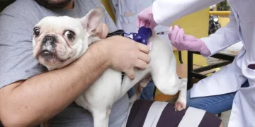 Niterói realiza ação gratuita de vacinação, microchipagem e castração de animais no Barreto