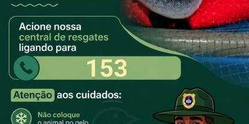 Resgate de pinguins na Praia de Piratininga reforça importância da ação rápida e orientação adequada
