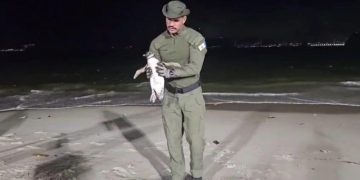 Resgate de pinguins no litoral de Niterói reforça necessidade de acionamento da Guarda Municipal