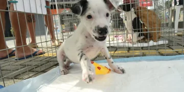Campanha de saúde e adoção de animais é realizada em Maricá neste sábado