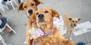Campanha de adoção em Maricá oferece 42 animais na Praça de Ponta Negra