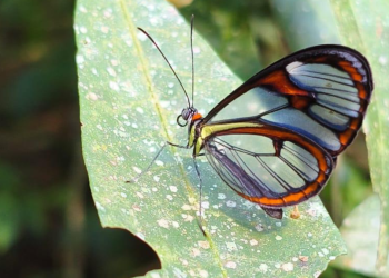 Borboleta de asas quase invisíveis é registrada na Serra da Tiririca como indicador ambiental
