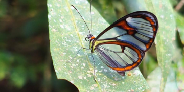 Borboleta de asas quase invisíveis é registrada na Serra da Tiririca como indicador ambiental