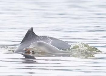 Niterói registra nascimento de dois filhotes de boto-cinza na Baía de Guanabara