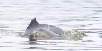 Niterói registra nascimento de dois filhotes de boto-cinza na Baía de Guanabara