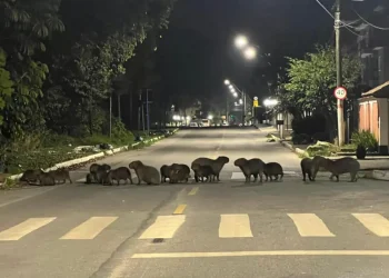 Governo do Rio cria campanha anual para prevenir atropelamentos de animais nas ruas