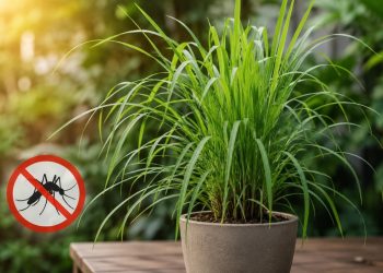 Citronela: planta aromática que pode ajudar a afastar mosquitos, mas não substitui medidas eficazes