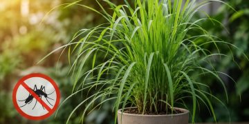 Citronela: planta aromática que pode ajudar a afastar mosquitos, mas não substitui medidas eficazes