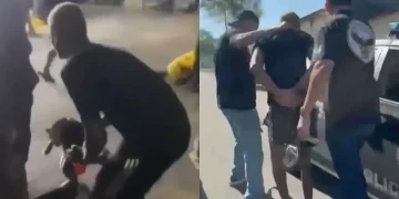Homem é preso por maus-tratos após arremessar gato para o alto no Rio