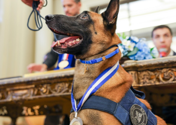 Cão Hulk recebe Medalha Tiradentes por maior apreensão de drogas no Rio