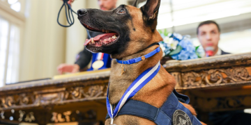 Cão Hulk recebe Medalha Tiradentes por maior apreensão de drogas no Rio