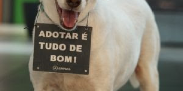 Carrefour Barra promove feira de adoção de cães e gatos resgatados pelo Pata Real