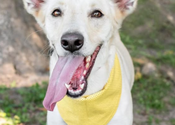 Shopping Leblon promove campanha de adoção de cães e gatos resgatados nos dias 27 e 28