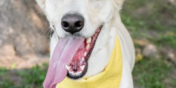 Shopping Leblon promove campanha de adoção de cães e gatos resgatados nos dias 27 e 28