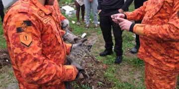 Polícia descobre criadouro ilegal de jacarés usado por organizações criminosas na Baixada Fluminense