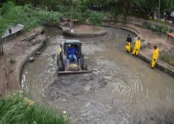 Prefeitura de Niterói inicia limpeza de lagos no Campo de São Bento para preservação ambiental