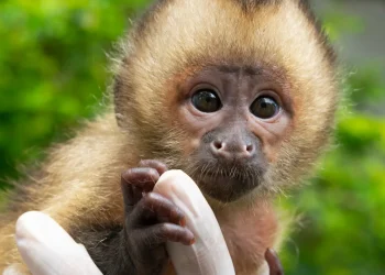 Centro de Triagem de Animais Silvestres do Ibama em Seropédica é fechado após surto de tuberculose em macacos-prego