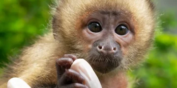 Centro de Triagem de Animais Silvestres do Ibama em Seropédica é fechado após surto de tuberculose em macacos-prego