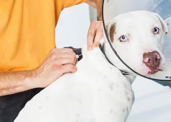 Prefeitura de Maricá veta projeto de microchipagem de cães, alegando inconstitucionalidade