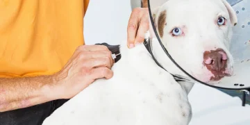 Prefeitura de Maricá veta projeto de microchipagem de cães, alegando inconstitucionalidade