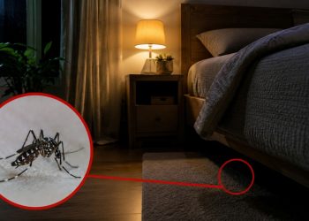 Mosquitos se escondem em ambientes escuros, úmidos e protegidos dentro de casa