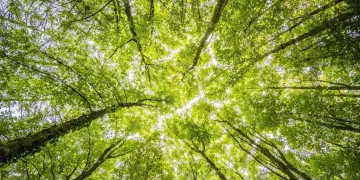 População longeva e mudanças climáticas: desafios e estratégias para cidades sustentáveis