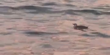 Pinguins de Magalhães são avistados em praias de Niterói durante início do inverno