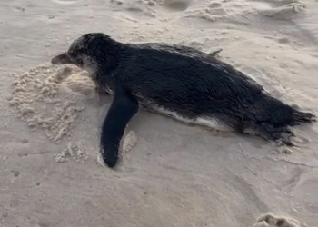 Pinguim é avistado na Praia da Barra durante migração no inverno do Rio de Janeiro