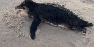 Pinguim é avistado na Praia da Barra durante migração no inverno do Rio de Janeiro