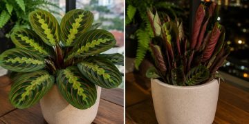 Movimento noturno das plantas: nictinastia e sua importância para a sobrevivência