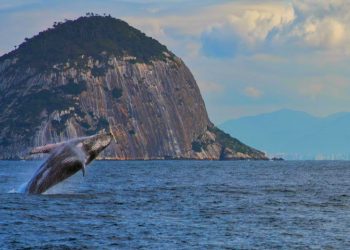 Visit Rio lança guia para avistamento responsável de baleias-jubarte no litoral do Rio