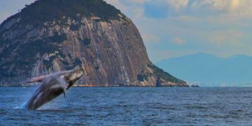 Visit Rio lança guia para avistamento responsável de baleias-jubarte no litoral do Rio