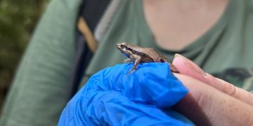 BioParque do Rio inicia reprodução controlada da rã criticamente ameaçada de extinção